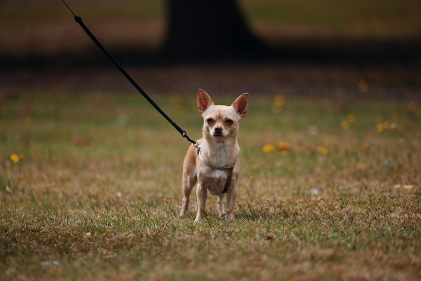 How Can British Fashion Influence Global Trends for Women?